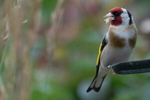 European Goldfinch Bird photo