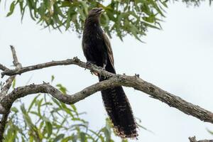 Pheasant Coucal in Australia photo