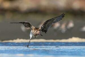 Bar-tailed Godwit in Australasia photo