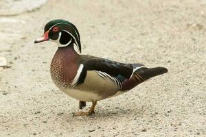 American Wood Duck photo