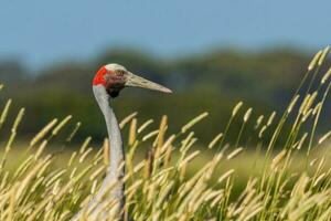 Brolga Crane in Australia photo