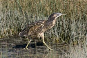 Australasian Bittern in New Zealand photo