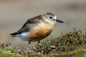 New Zealand Dotterel photo