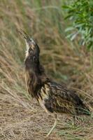 Australasian Bittern in New Zealand photo