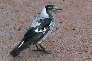 Australasian Magpie in Australia photo