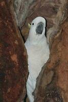 con cresta de azufre cacatúa en Australia foto