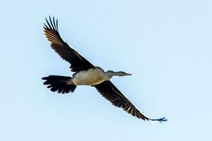 anhinga - Australia ave de serpiente foto