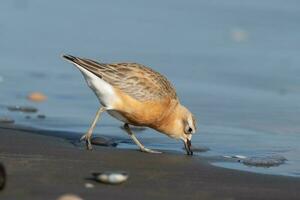 New Zealand Dotterel photo