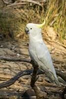 Sulphur-crested Cockatoo in Australia photo