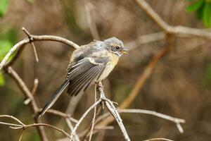 Grey Fantail of Australia photo