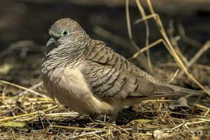 Peaceful Dove in Australia photo