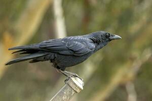 Little Crow in Australia photo