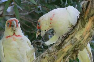 Long-billed Corella in Australia photo