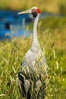 Brolga grua en Australia foto