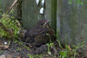 European Blackbird in Australasia photo