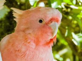 Pink or Major Mitchell's Cockatoo photo