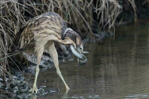 Australasian Bittern in New Zealand photo