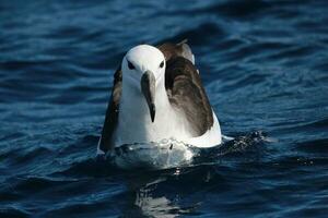 ceja negra albatros en australasia foto