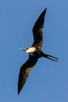 Great Frigatebird in Australia photo