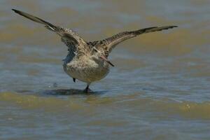 Bar-tailed Godwit in Australasia photo