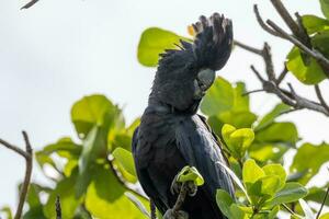 Red-tailed Black Cockatoo in Australia photo