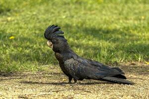 Red-tailed Black Cockatoo in Australia photo