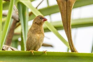 Crimson Finch in Australia photo