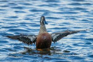 australasiano paleador Pato foto