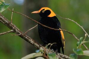 Regent Bowerbird in Australia photo