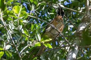 Pacífico Koel en Australia foto