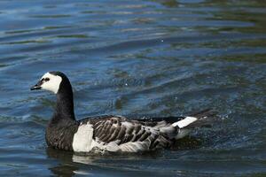 Barnacle Goose in England photo