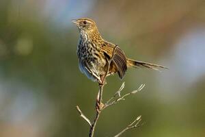 South Island Fernbird photo