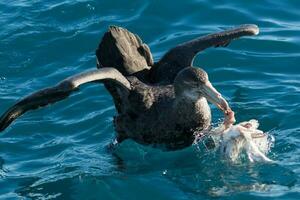 Northern Giant Petrel photo