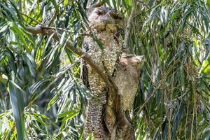 papú boca de rana en Australia foto