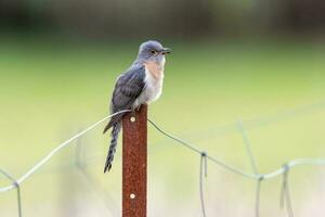 Fan-tailed Cuckoo in Australia photo