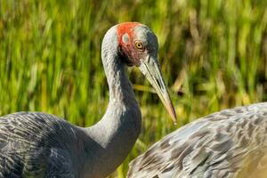 Brolga Crane in Australia photo