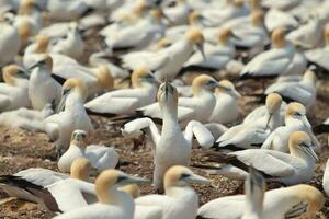 australasiano gannet en australasia foto