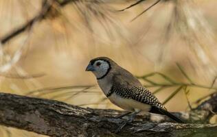 Double-barred Finch in Australia photo