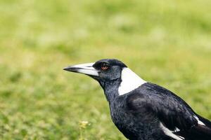 Australasian Magpie in Australia photo