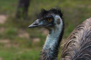 Emu Endemic Bird of Australia photo