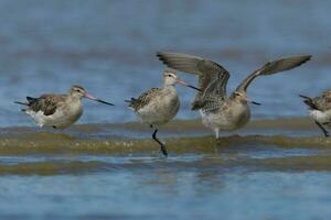 Bar-tailed Godwit in Australasia photo