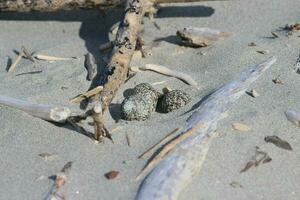 Double-banded Dotterel in New Zealand photo