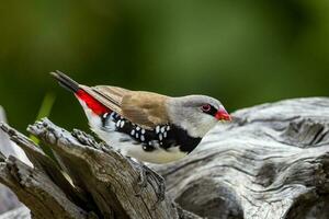 Diamon Firetail in Australia photo