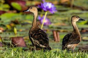 Wandering Whistling Duck photo