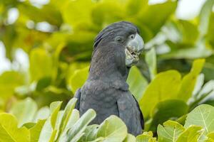 Red-tailed Black Cockatoo in Australia photo