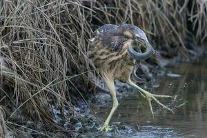 Australasian Bittern in New Zealand photo