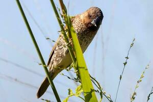 Nutmeg Mannikin or Scaly-breasted Munia photo