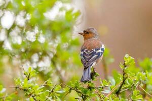 Common Chaffinch Bird photo