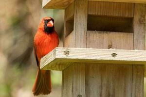 Northern Cardinal in USA photo