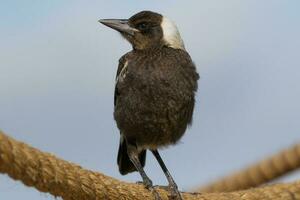 Australasian Magpie in Australia photo